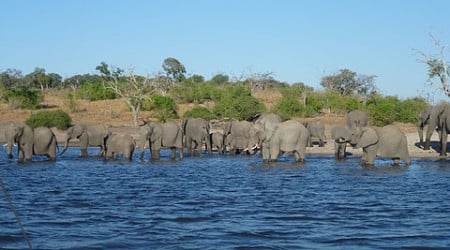 Elefantenherde beim baden