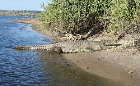 schlafendes Krokodil