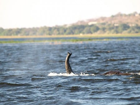 schwimmender Elefant