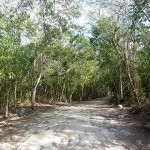 Cobá: Weg durch den Dschungel