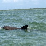 Defin in der Laguna Campechén