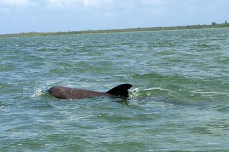 Defin in der Laguna Campechén