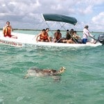 Schildkröte in der Laguna Campechén