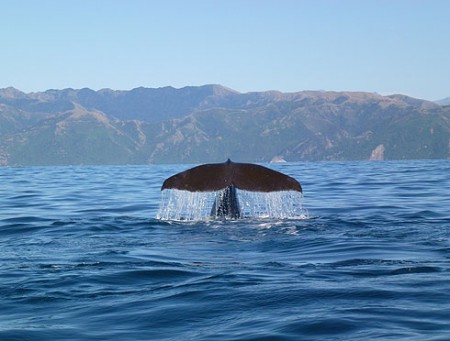 Walfluke mit "Wasservorhang"