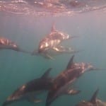 Dusky Dolphins