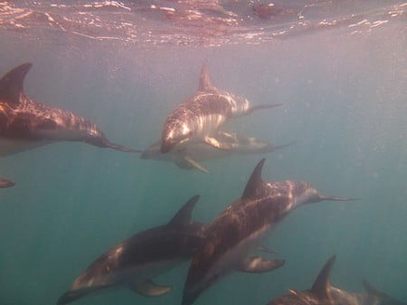 Dusky Dolphins