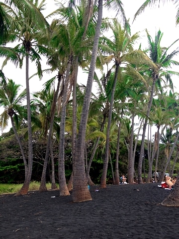 Palmen am Punaluu Black Sand Beach