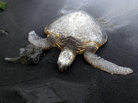 Grüne Meeresschildkröte