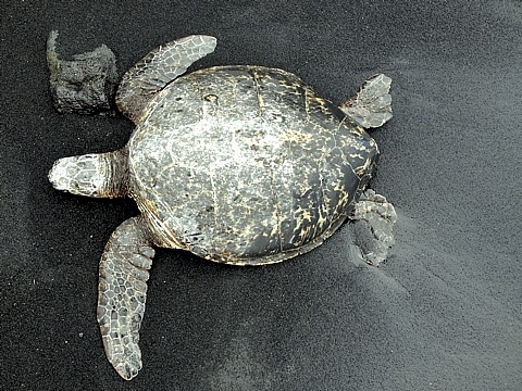 Grüne Meeresschildkröte beim "sonnen"