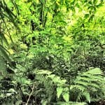 grünes Dominica