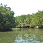 Mangrovenwald