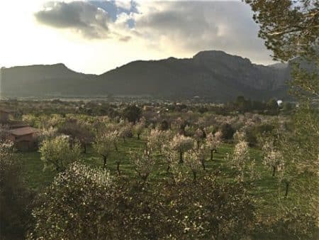 Mandelblüte auf Mallorca